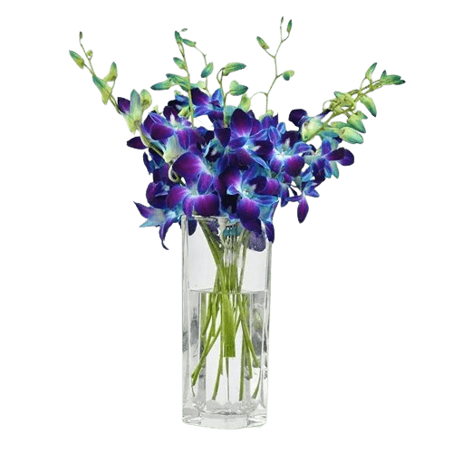 Orchid Flowers - Best Online Flower Delivery - Flowers of Dubai Royal Blue Orchids Vase - Orchid Flowers - Flowers of Dubai
