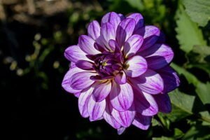 Zinnia