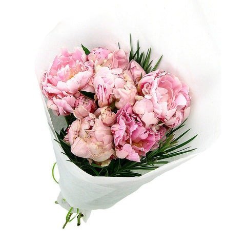 Peonies Peonies
